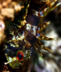 Young Scorpionfish lying vertically in wait. by Mathew Cook 